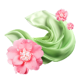 Camellia Japonica