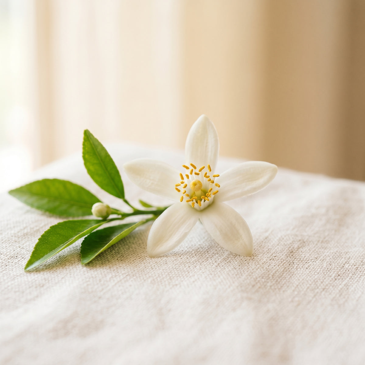 Sweet Summer Love - Orange Blossom scent note